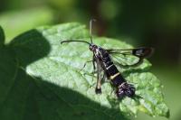 Synanthedon tipuliformis