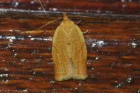 Clepsis consimilana