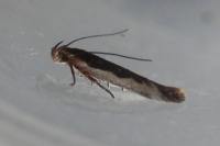 Cosmardia moritzella