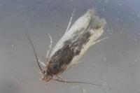 Cosmardia moritzella