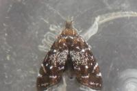 Prochoreutis myllerana