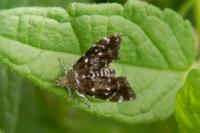 Prochoreutis myllerana