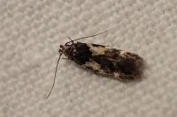 Teleiodes luculella
