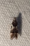 Teleiodes luculella