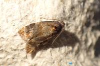 Ditula angustiorana