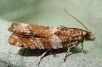 Epinotia abbreviana