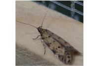 Pseudotelphusa paripunctella