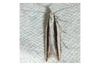 Mirificarma interrupta