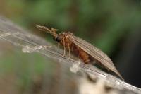 Sterrhopterix fusca