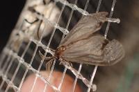 Sterrhopterix fusca