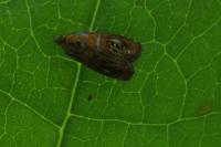 Olethreutes arcuella