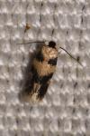Etainia decentella