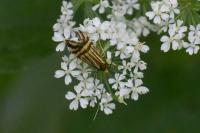 Nemophora ochsenheimerella