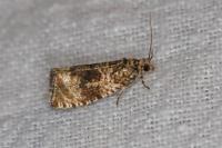 Celypha lacunana