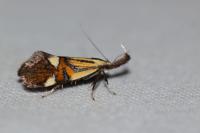 Alabonia geoffrella
