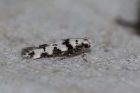 Pseudotelphusa scalella