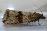 Celypha striana