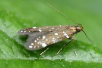 Argolamprotes micella