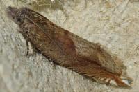 Ancylis uncella