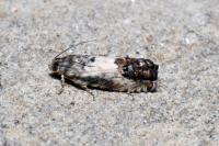 Pammene fasciana