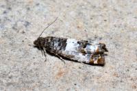 Notocelia trimaculana