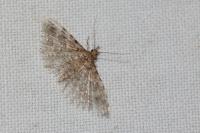 Alucita