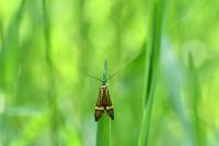 Nemophora degeerella