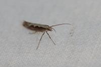 Plutella xylostella