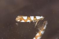 Argyresthia brockeella