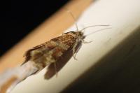 Lobesia reliquana