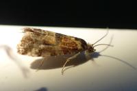 Lobesia reliquana