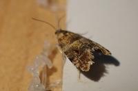 Lobesia reliquana