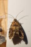 Lobesia reliquana