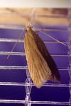 Helcystogramma rufescens
