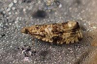 Celypha lacunana