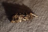 Phtheochroa rugosana