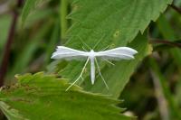 Pterophorus pentadactylus