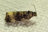 Endothenia gr. gentianaeana