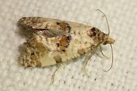Neocochylis molliculana