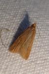 Helcystogramma rufescens