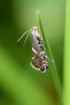 Glyphipterix forsterella