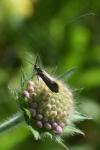 Nemophora metallica