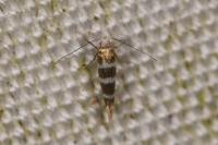 Argyresthia trifasciata