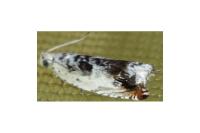 Ancylis laetana