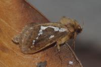 Korscheltellus lupulinus