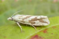 Thiodia citrana