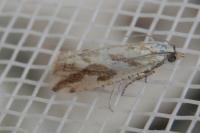 Thiodia citrana