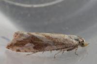 Thiodia citrana
