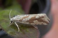 Thiodia citrana
