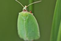 Tortrix viridana
